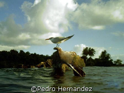 Sea Gull in Monkey Island Naguabo, Puerto Rico by Pedro Hernandez 
